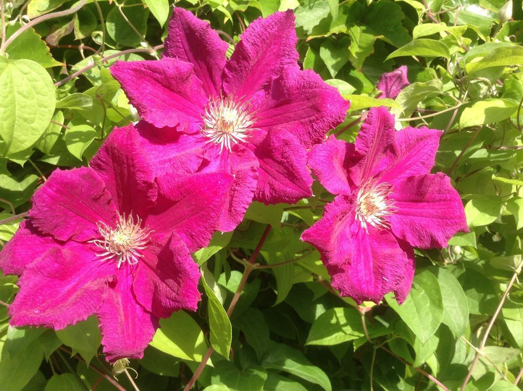 קרקסון Aux Anges Gardiens מראה חיצוני תמונה